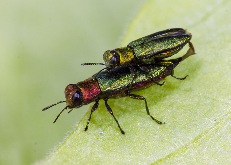 Coppia di Buprestidae:  Anthaxia nitidula